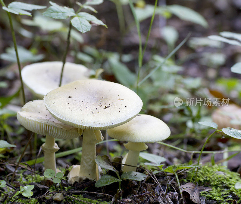 死帽蘑菇(白毒伞)
