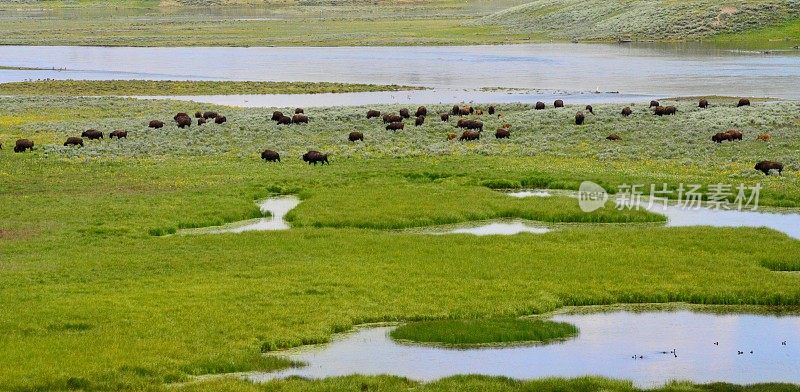黄石国家公园的野牛