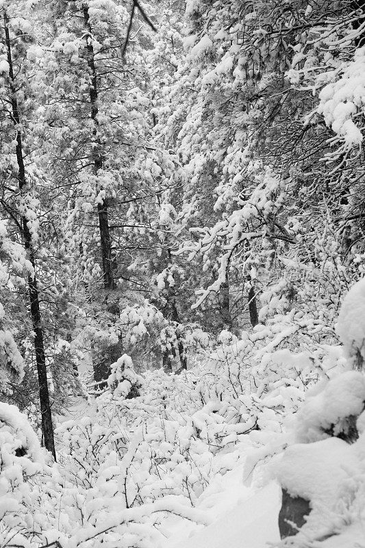 科罗拉多州派克国家森林四月的暴风雪