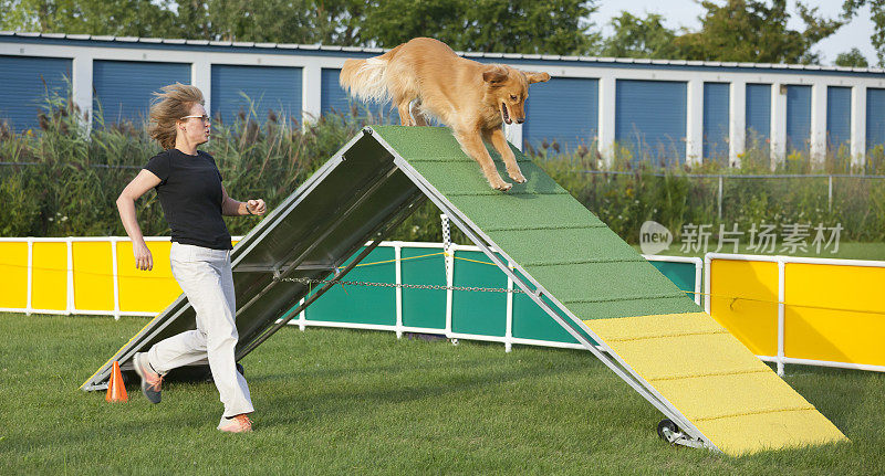 在敏捷性比赛中，金毛猎犬跑上a型架障碍