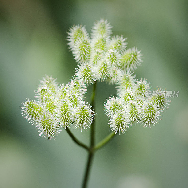 近距离观察欧芹果实