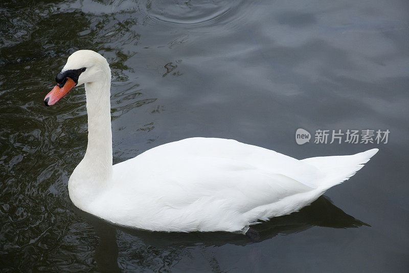 天鹅在河上游泳的特写镜头。