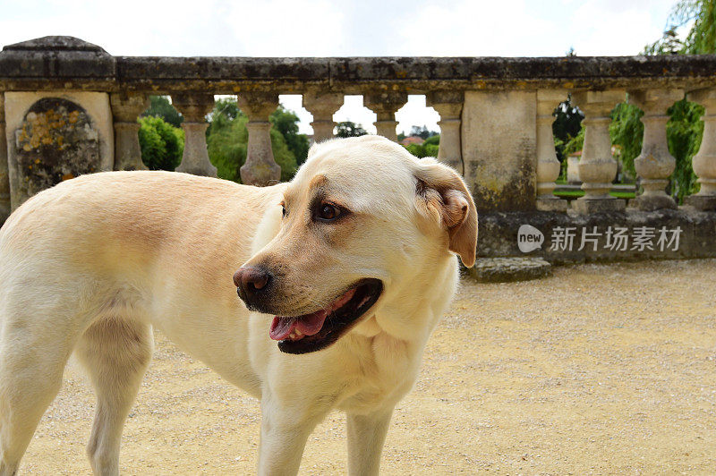 拉布拉多寻回犬