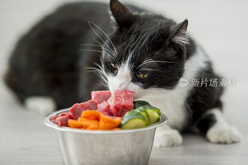 生食饮食的猫
