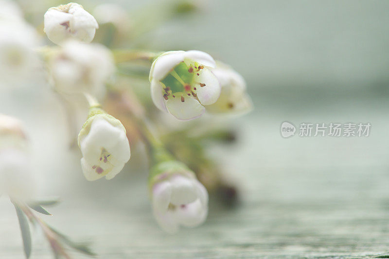 木制背景上美丽的花石南