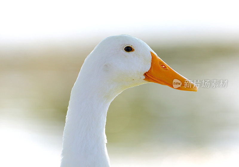 一只白色的鸭子孤立在白色的背景中