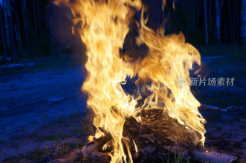 明亮的火焰从桦树皮和柴火在黄昏森林