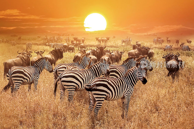 塞伦盖蒂国家公园日落时的斑马。非洲。坦桑尼亚。