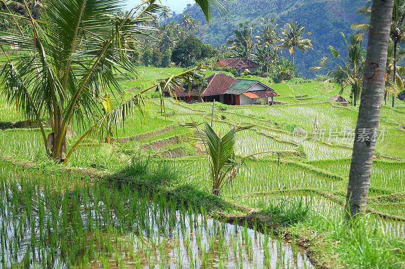 巴厘岛的典型稻田