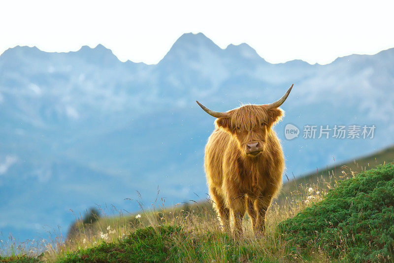 高地人-瑞士阿尔卑斯山上的苏格兰奶牛