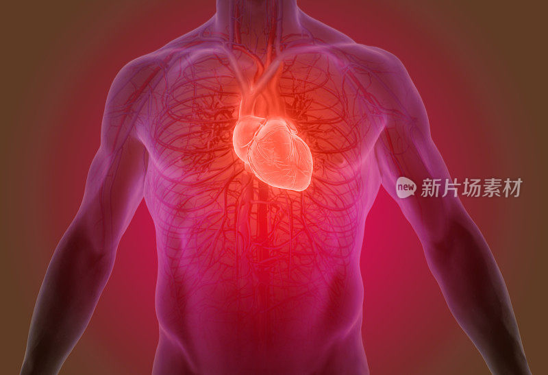 人体心脏解剖的三维渲染