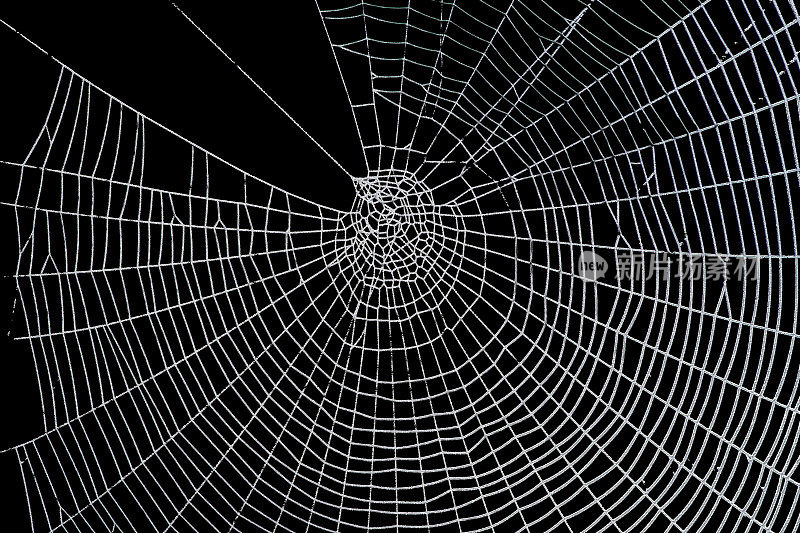 非常可怕可怕的蜘蛛网