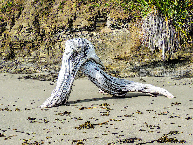 新西兰山羊岛海滩上的漂流木