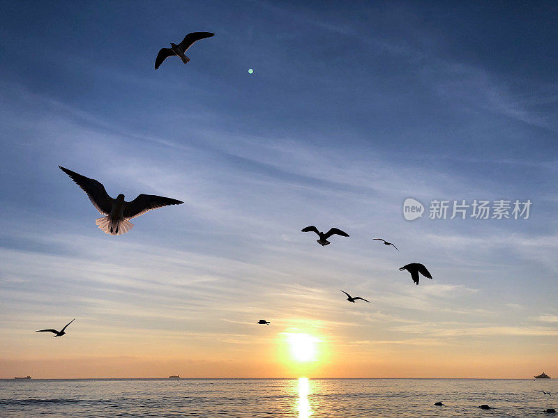 海鸥在美丽的日出海面上飞翔