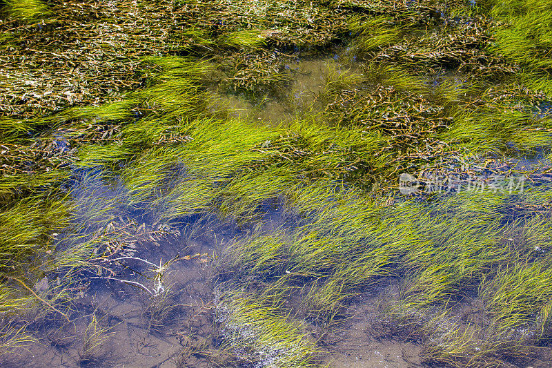 水面上的绿藻