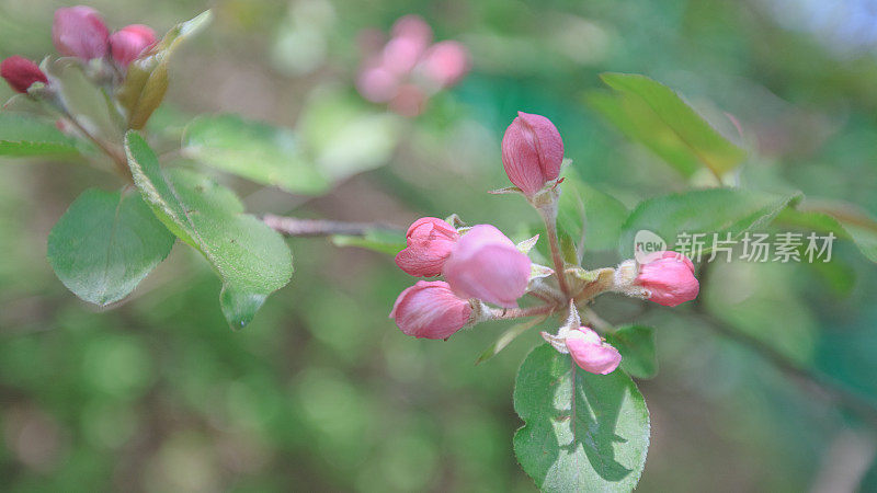 春天苹果树粉红色的花阳光复古