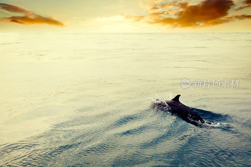 日落时海豚在海里跳。马尔代夫