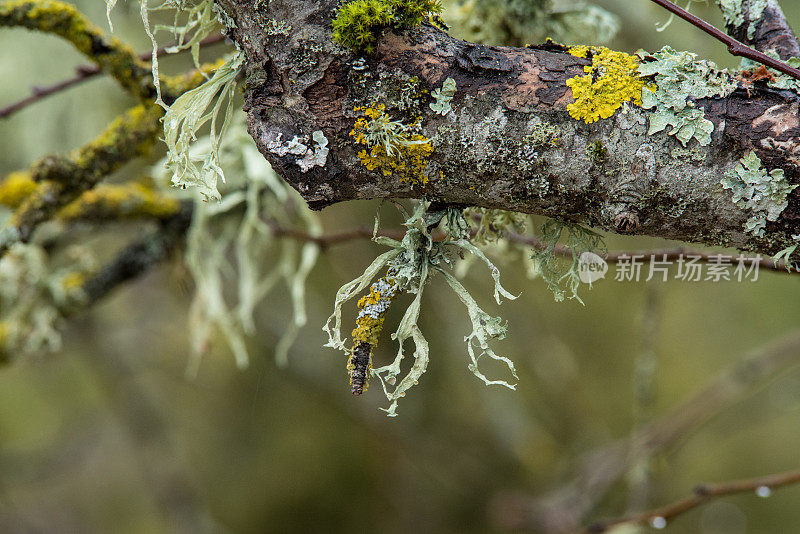 树枝上的苔藓