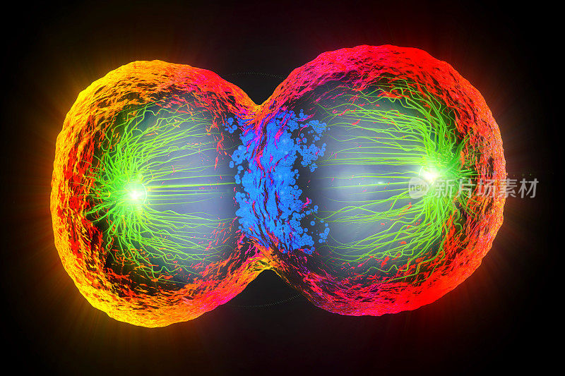三维插图彩色细胞分裂，细胞膜和分裂的细胞核