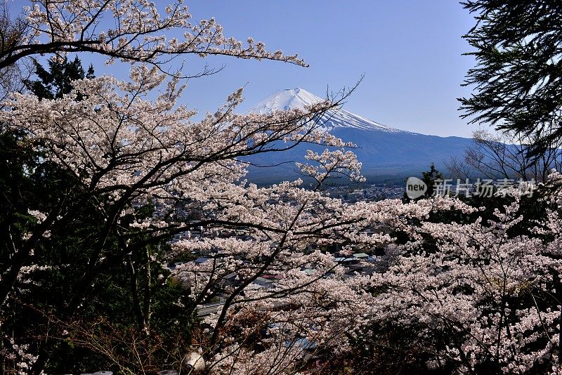 樱花盛开的富士山，取自富士吉田市