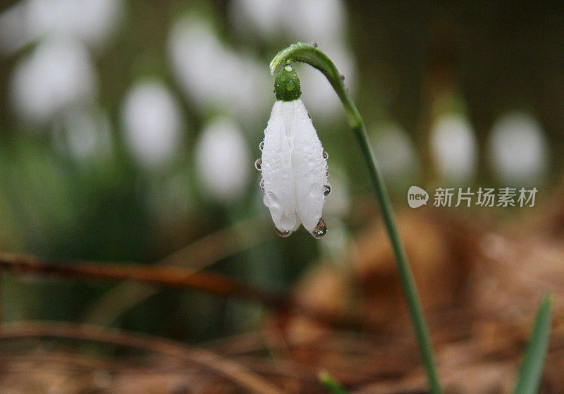 花雪花莲