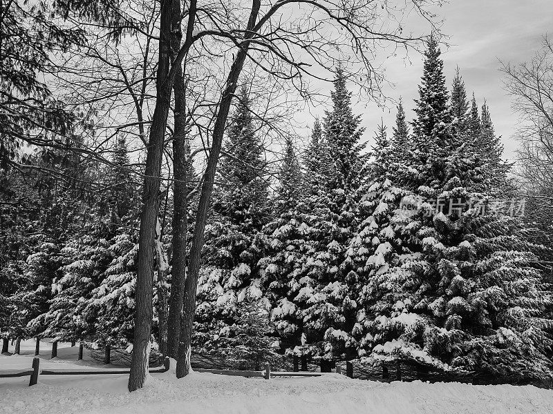 雪覆盖常绿松树，篱笆，阿迪朗达克景观，纽约