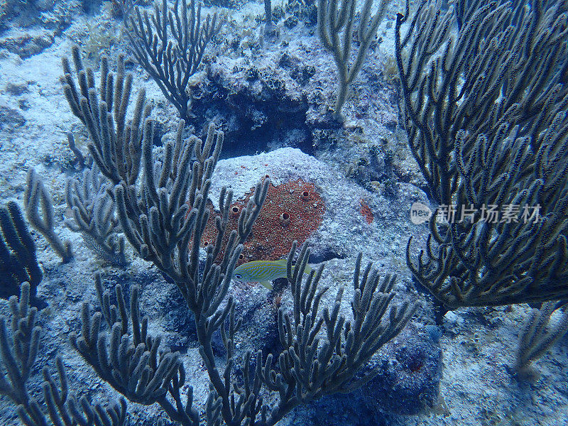 水下珊瑚礁