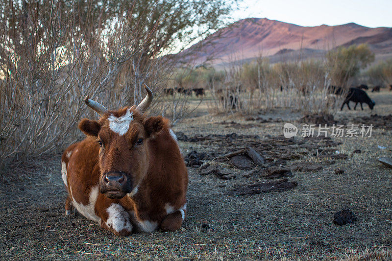 奶牛躺在蒙古大草原的牧场上。