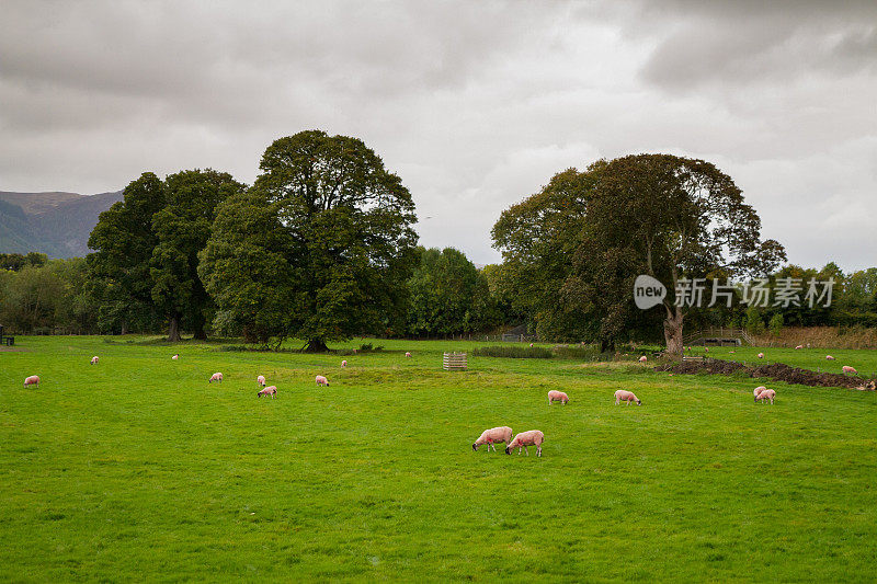 在英格兰湖区，一只羊在郁郁葱葱的青草上吃草