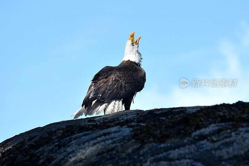 白头海雕