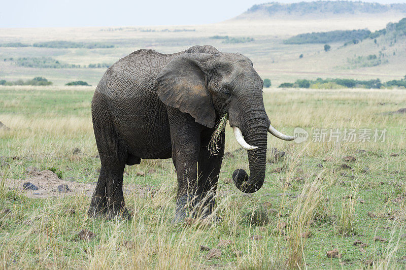 大象，非洲，肯尼亚
