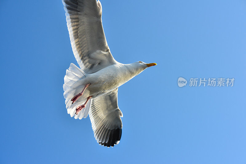 海鸥