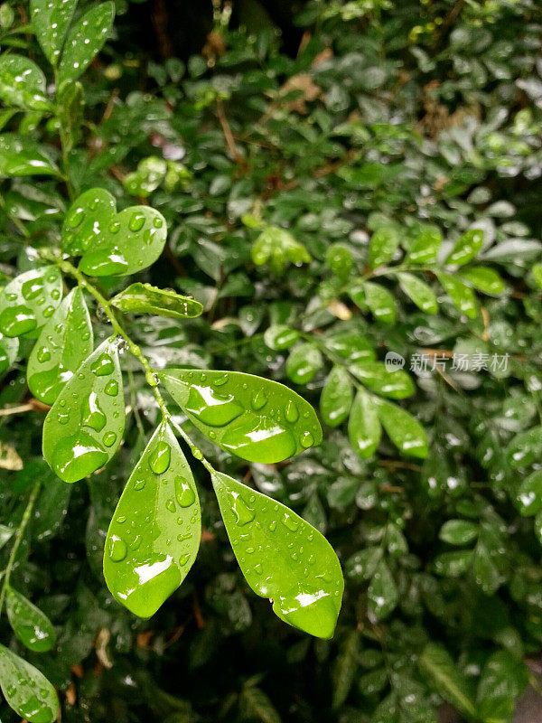 热带雨后带水滴的绿叶