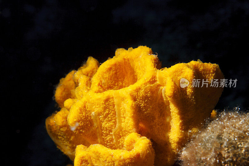 珊瑚海洋生物水下橙色海绵水肺潜水员视角地中海