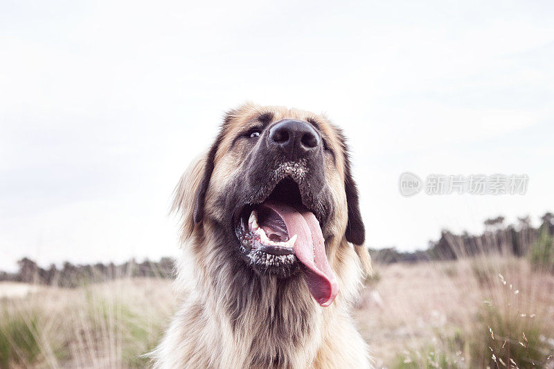 Leonberger狗的舌头
