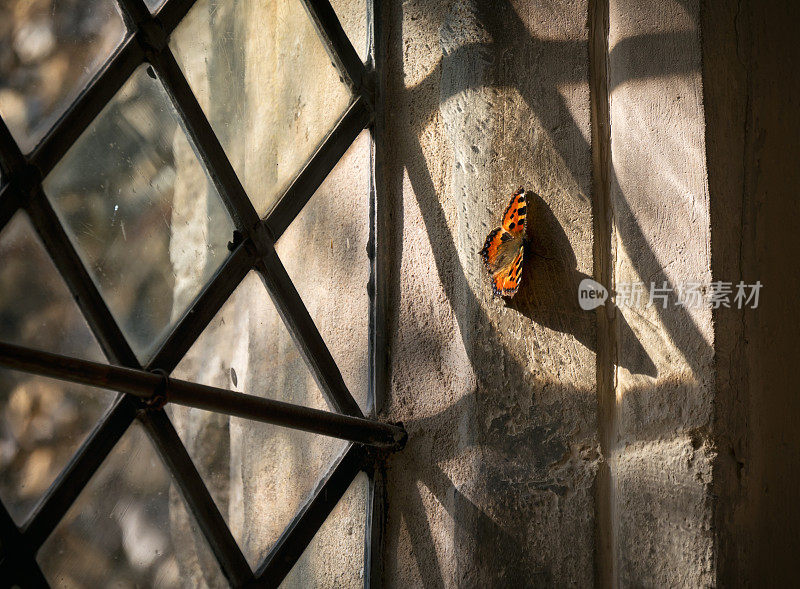 教堂窗户上的小玳瑁蝴蝶