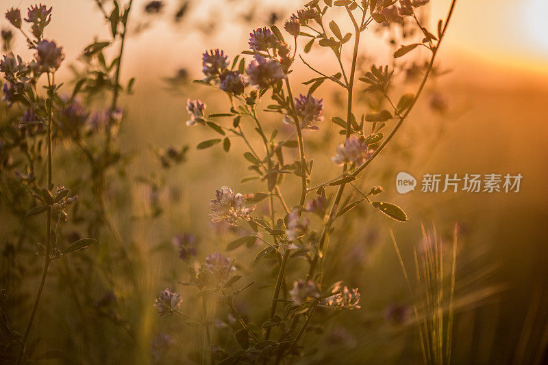 野外开花植物特写