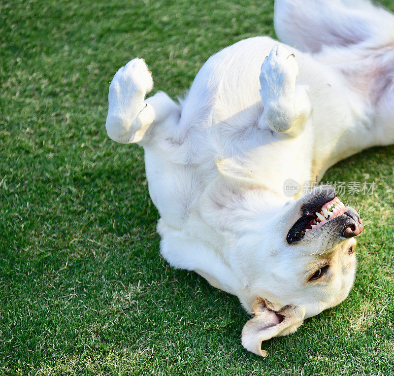 玩得开心的拉布拉多寻回犬