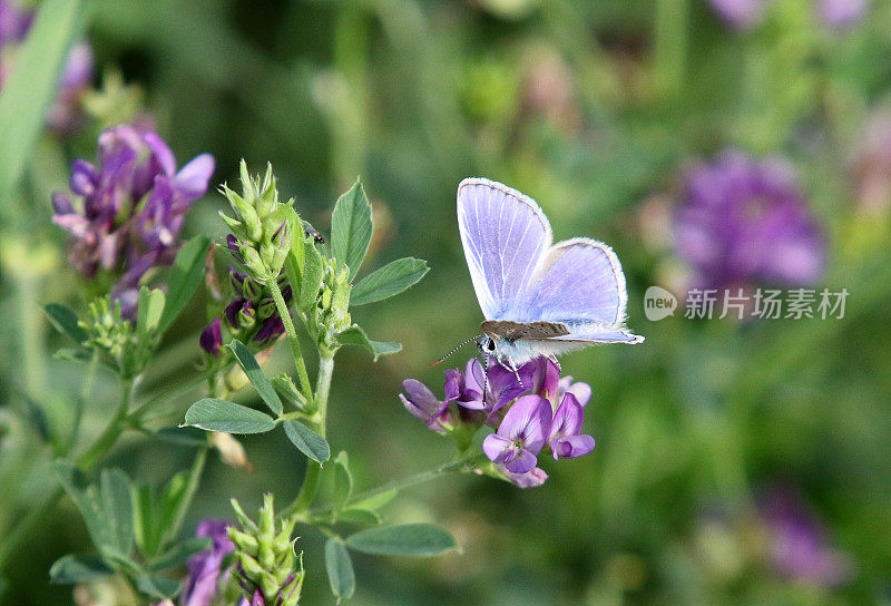 阿多尼斯蓝色