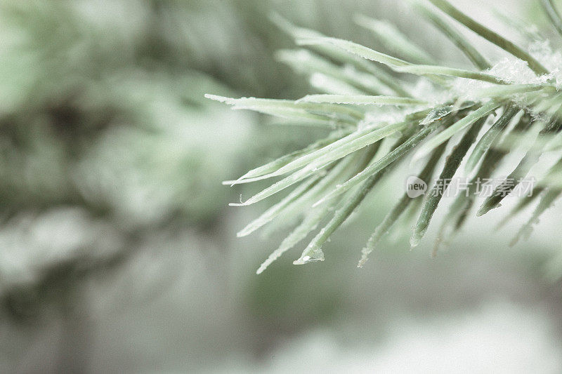 白雪覆盖的冷杉树