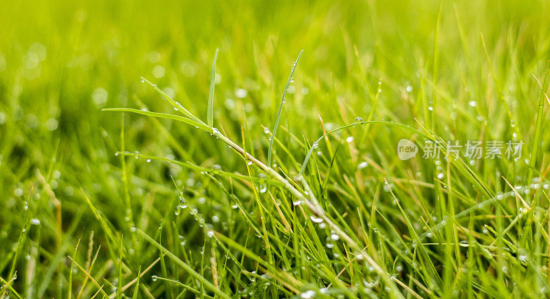 雨滴落在绿草上