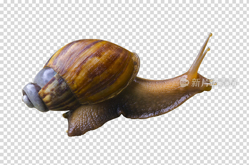 蜗牛。