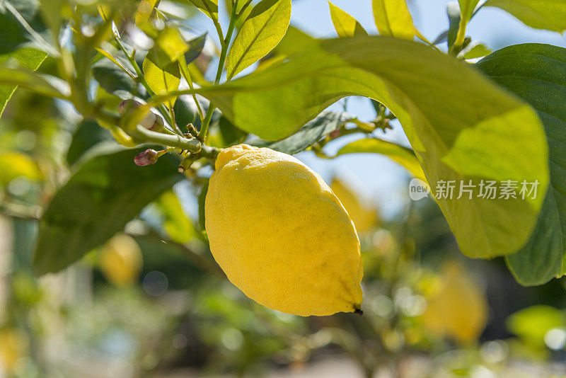 成熟的柠檬在树上