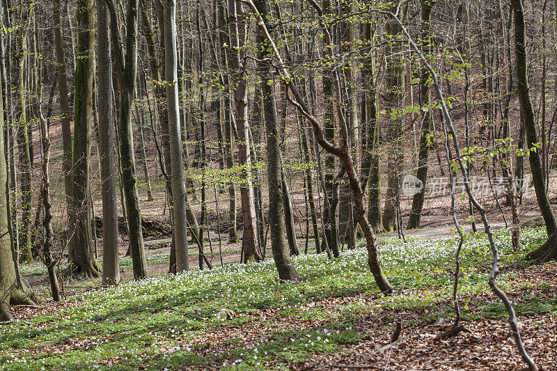 春天的山毛榉林――正是木银莲花盛开的时候