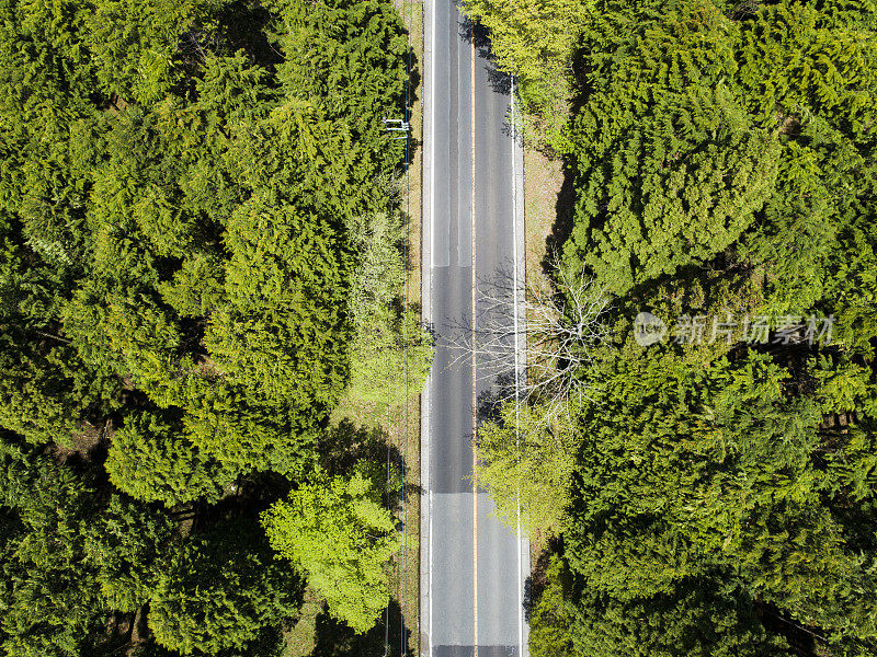 森林中笔直的道路鸟瞰图