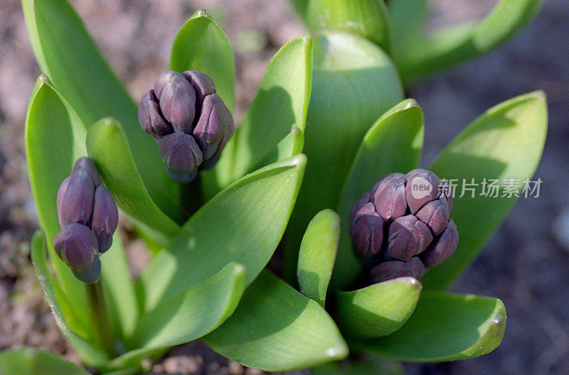 紫风信子芽的微距照片。拍摄电影