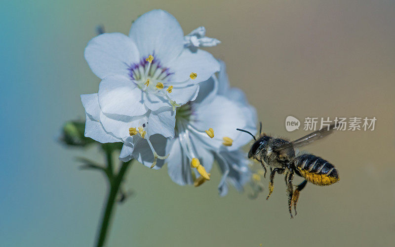 大黄蜂