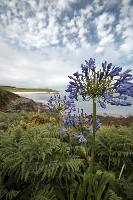 锡利群岛的Agapanthus