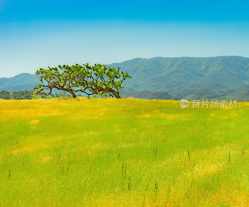 加州圣巴巴拉的圣伊内兹山全景图(P)