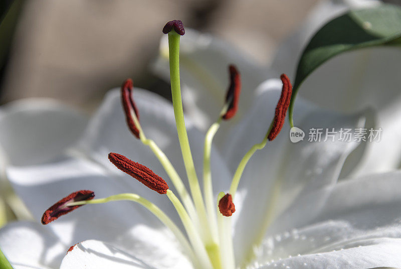 白色百合花上的红色花粉的特写